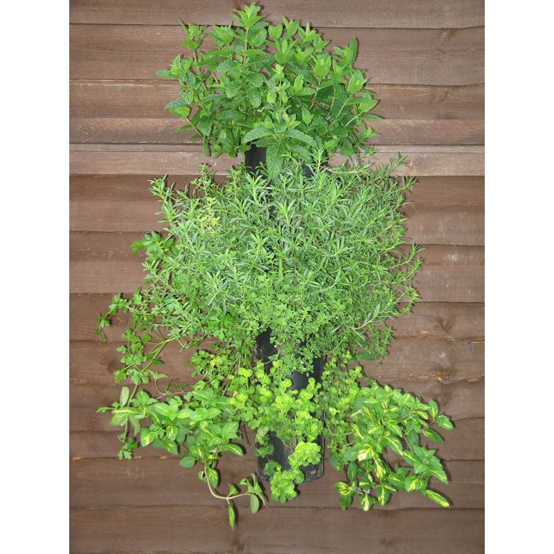 Symple Stuff Penman Wall Planter & Reviews Wayfair